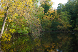 C S Lewis Nature Reserve